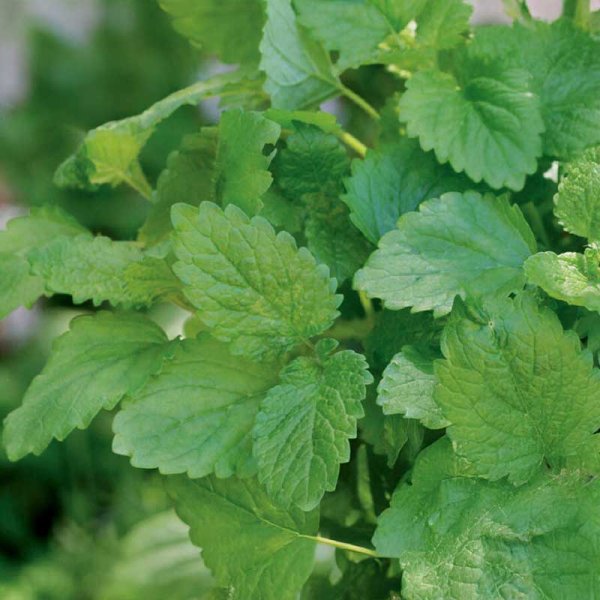 Zoom bild av Citronmeliss 'Lemona'