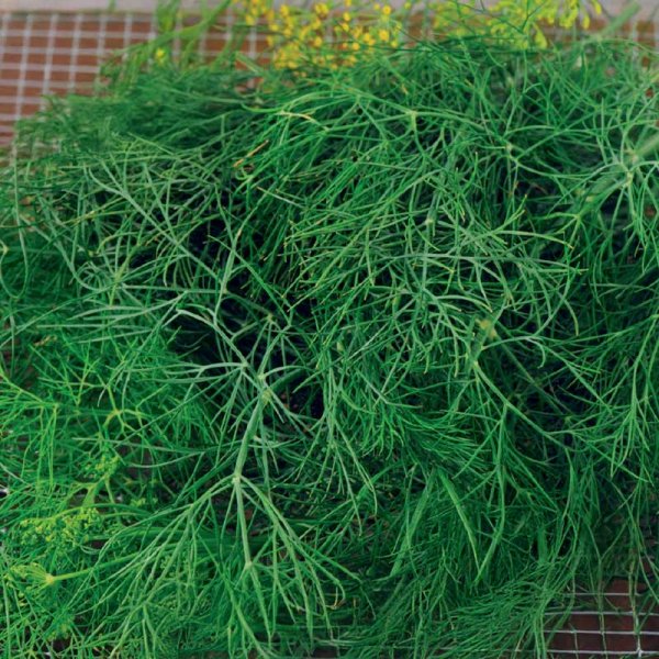 Zoom bild av Dill 'Como' Såband