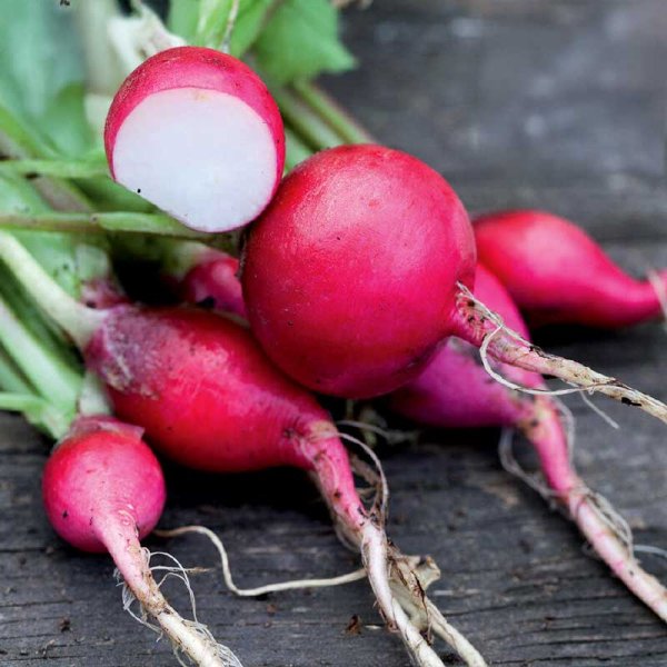 Zoom bild av Rädisa 'Saxa 2' Organic