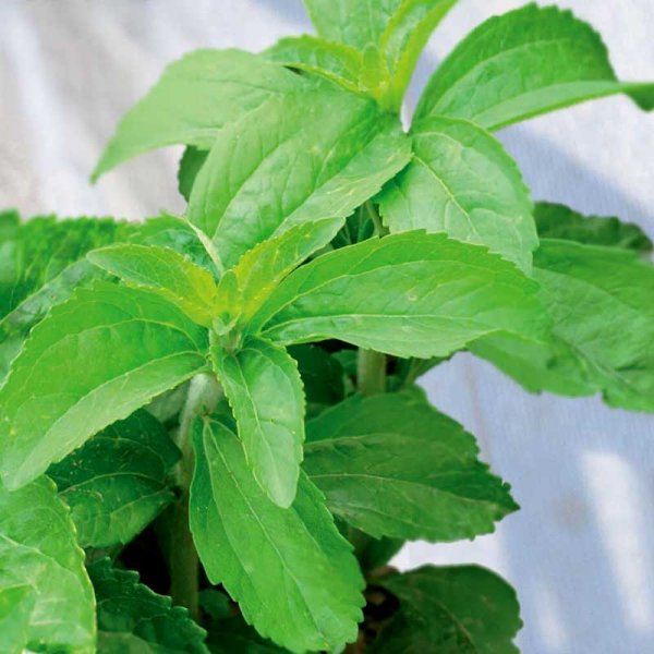 Zoom bild av Sötflockel / Stevia