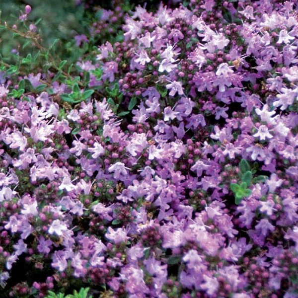Zoom bilde av Thyme