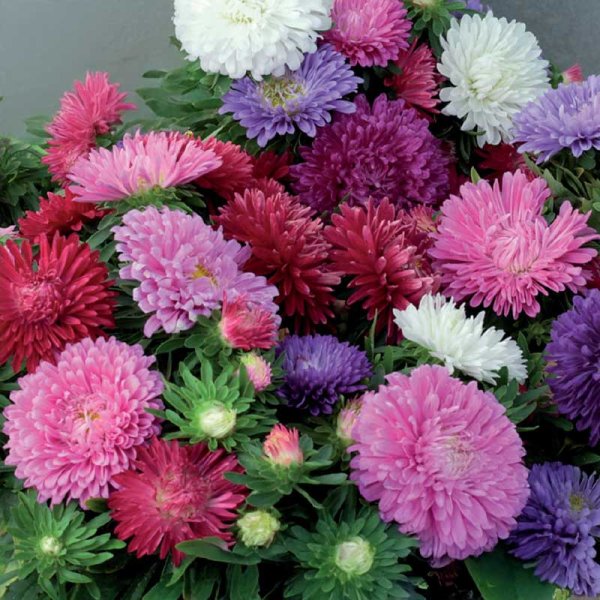 Zoom bilde av Dvergaster 'chrysanthemum mix'