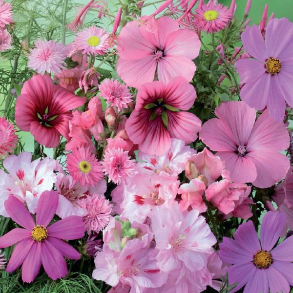 Zoom bild av Sommarblommor 'Pink Shades'