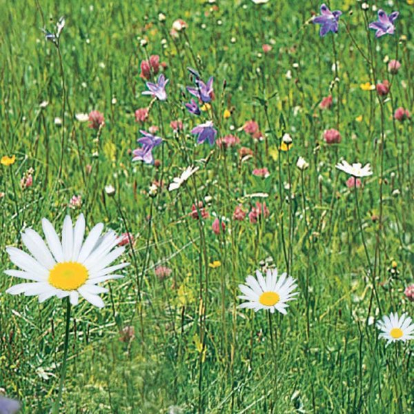 Zoom bild av Ängsblommor 'Nelson Mixture'