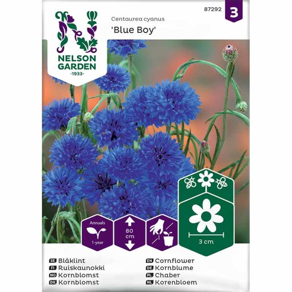 Zoom bild av Blåklint 'Blue Boy'