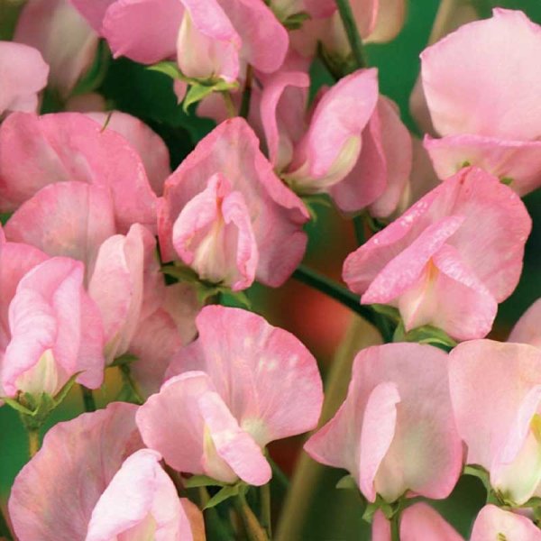 Zoom bild av Luktärt 'Royal Rose'