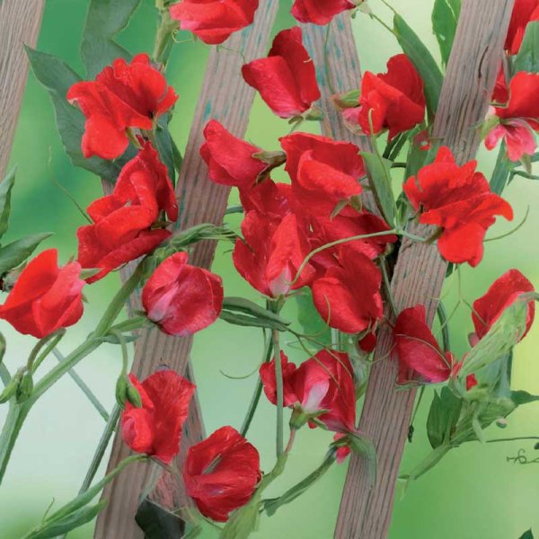 Zoom bilde av Duftert 'Royal Scarlet'