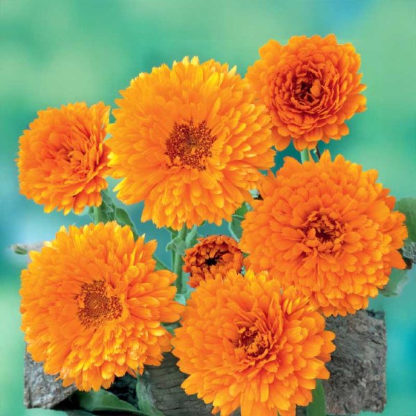 Zoom bilde av Ringblomst 'Ball´s Orange'