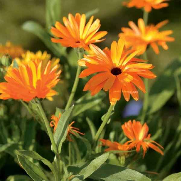 Zoom bilde av Ringblomst