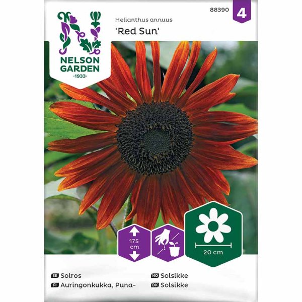 Zoom bilde av Solsikke 'Red Sun'