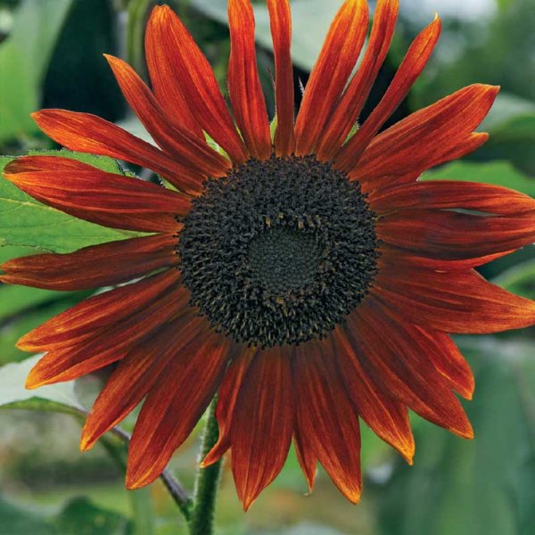 Zoom bilde av Solsikke 'Red Sun'
