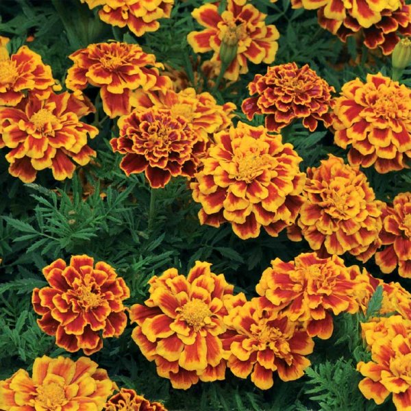 Zoom bilde av Fløyelsblomst 'Bolero'