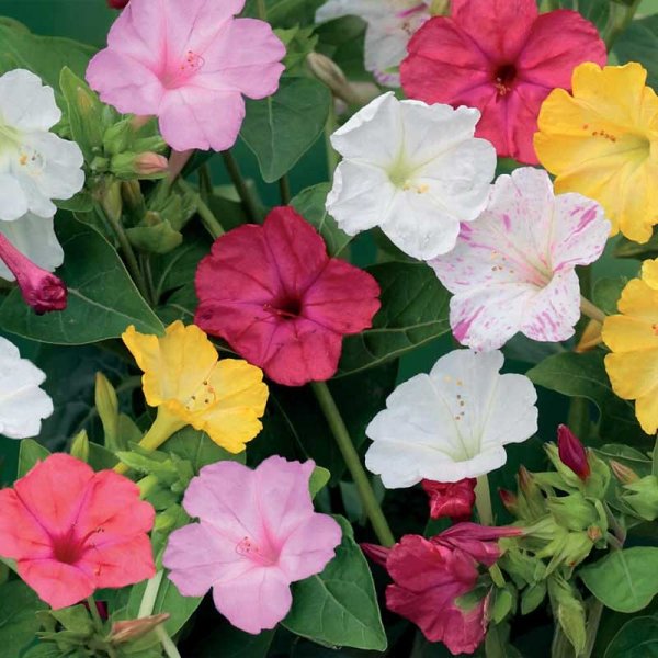 Zoom bild av Underblomma Mix