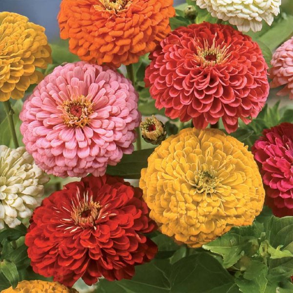 Zoom bilde av Høy zinnia blandede farger