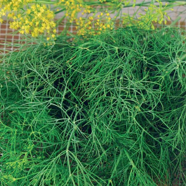 Zoom bild av Dill 'Como'