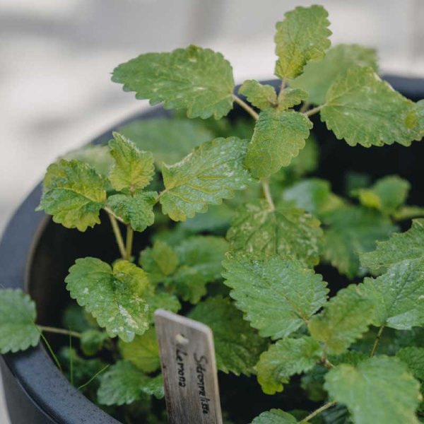 Zoom bild av Citronmeliss 'Lemona'