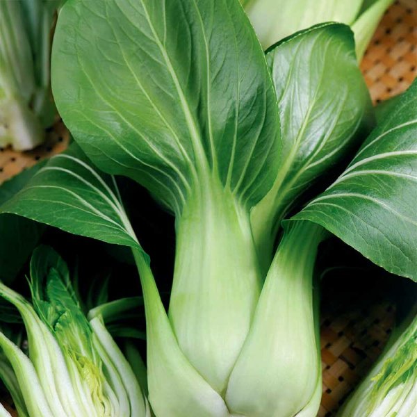 Zoom bild av Pak Choi 'Summer Breeze F1'