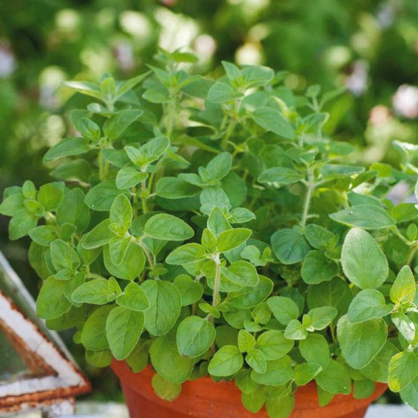 Zoom bild av Oregano Organic