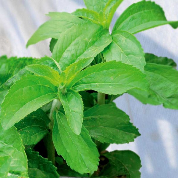 Zoom bild av Sötflockel / Stevia