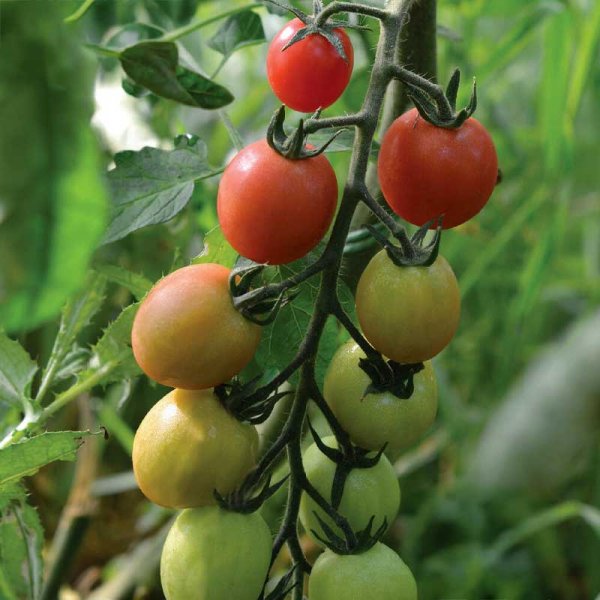 Zoom bild av Hög Tomat 'Sunpeach' F1