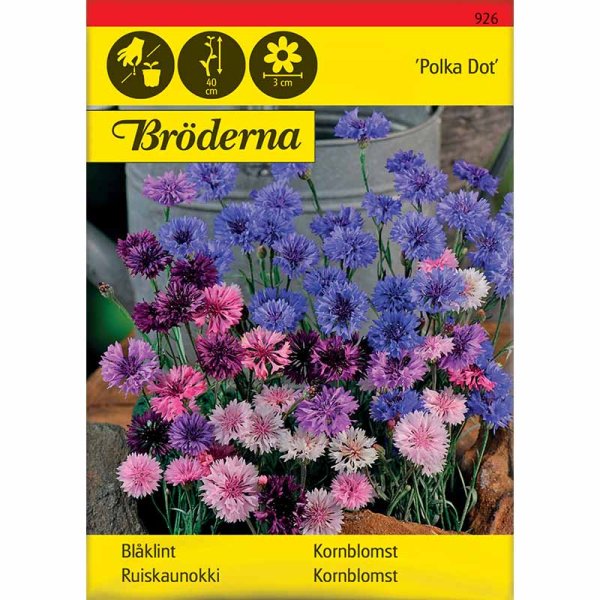 Zoom bild av Blåklint 'Polka dot'