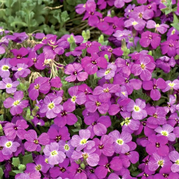 Zoom bild av Aubrietia 'Red Cascade'