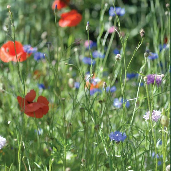 Zoom bild av Ängsblommor Frömix