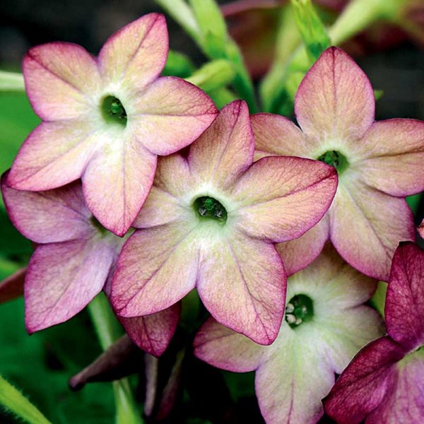 Zoom bilde av Pryd-tobakk 'Avalon Lime/Purple Bicolour F1'