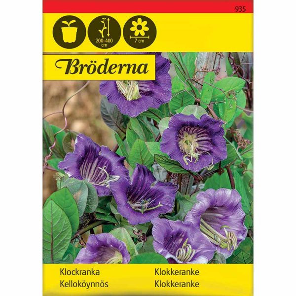 Zoom bilde av Blå klokkeblomst
