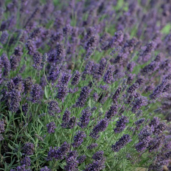 Zoom bild av Lavendel