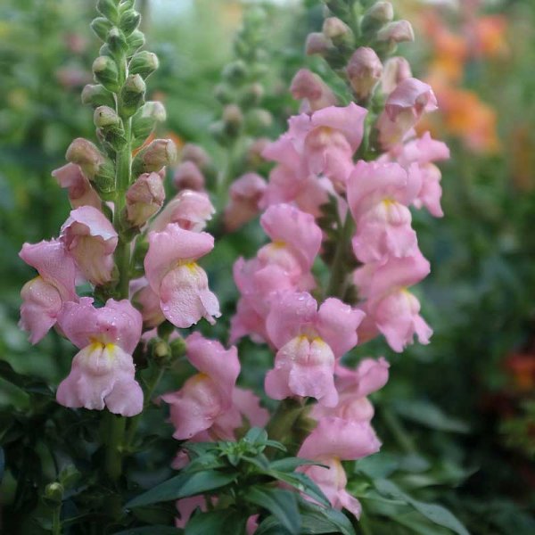 Zoom bilde av Løvemunn 'Opus Pink' F1