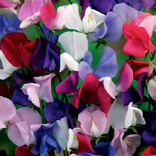 Zoom bild av Luktärt 'Bijou Mix'