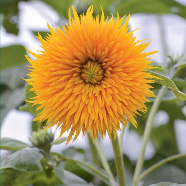 Zoom bild av Solros 'Double Sunking'