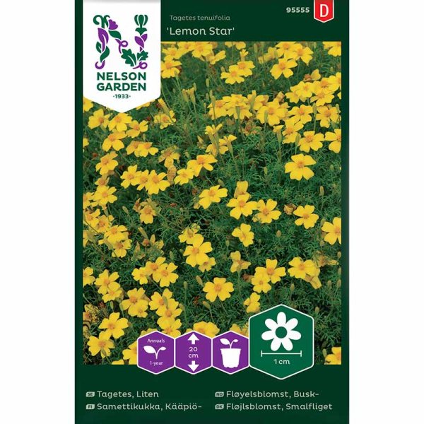 Zoom bilde av Dvergtagetes 'Lemon Star'
