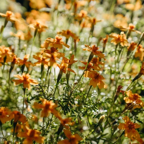 Zoom bilde av Dvergtagetes 'Lemon Star'