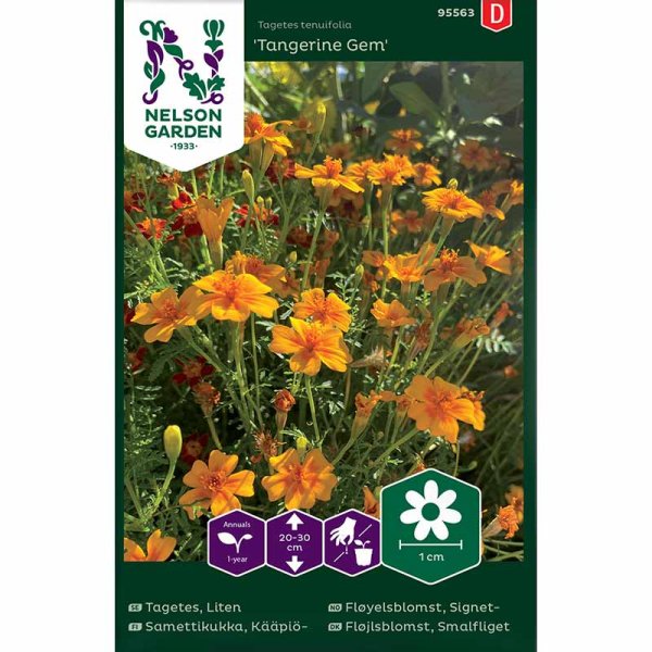 Zoom bild av Liten tagetes 'Tangerine Gem'