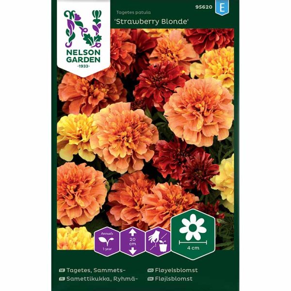 Zoom bilde av Fløyelsblomst 'Strawberry Blonde'
