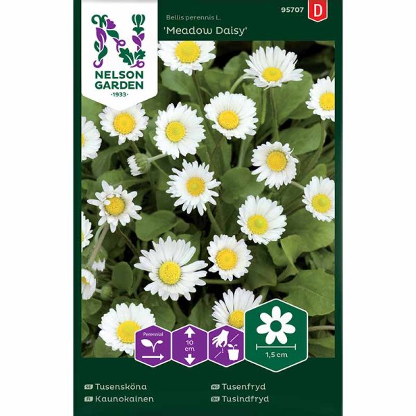 Zoom bilde av Tusenfryd 'Meadow Daisy'