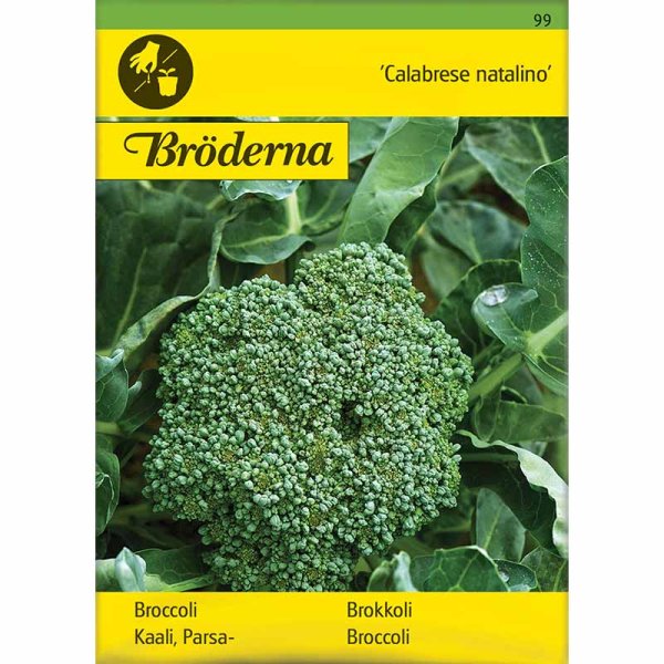 Zoom bilde av Brokkoli 'Calabrese natalino'