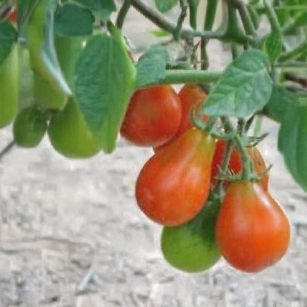 Zoom bild av Tomat 'Red Pear Cherry Bell'