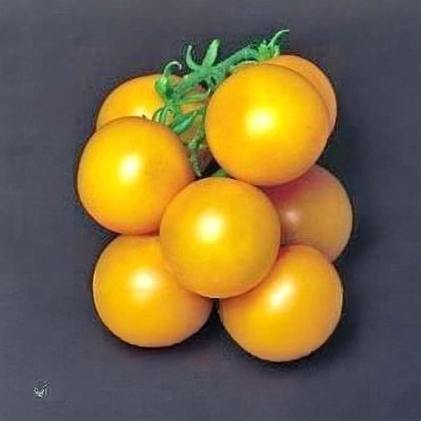 Zoom bild av Tomat 'Ponderosa Yellow'