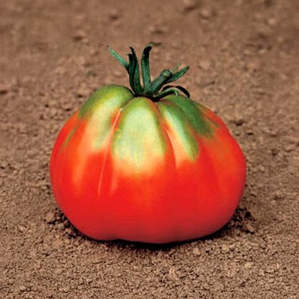 Zoom bild av Tomat 'Giant Pear Red'
