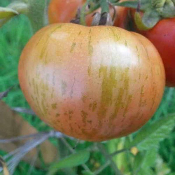Zoom bild av Tomat 'Red Zebra'