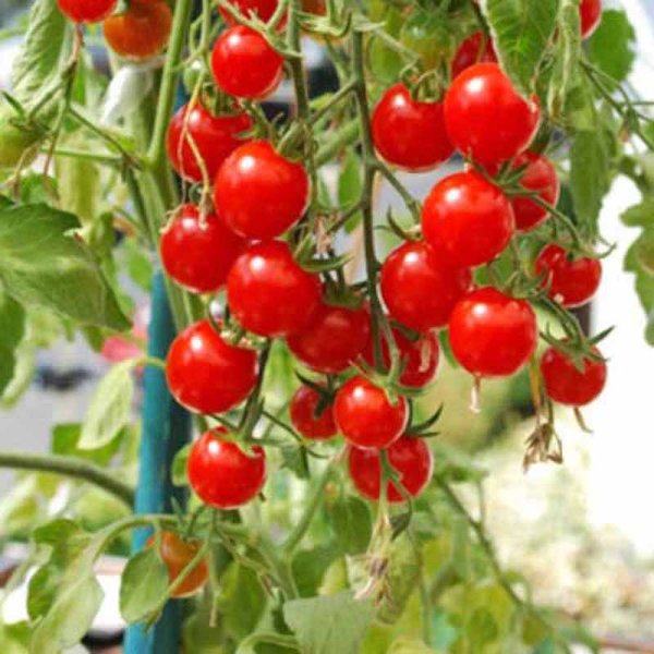 Zoom bild av Tomato 'Rotondino'