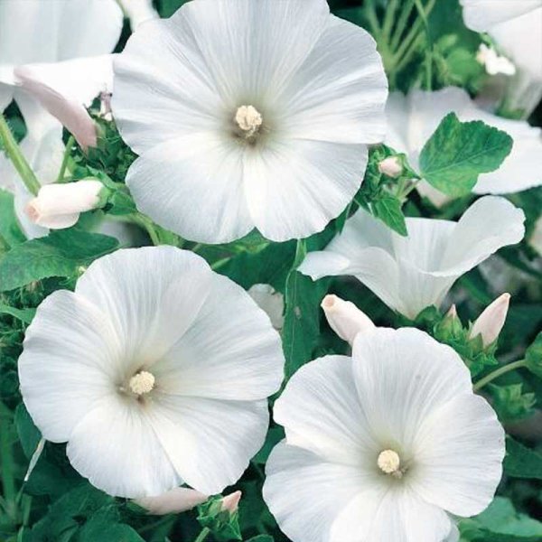 Zoom bild av Malva 'Mont Blanc'