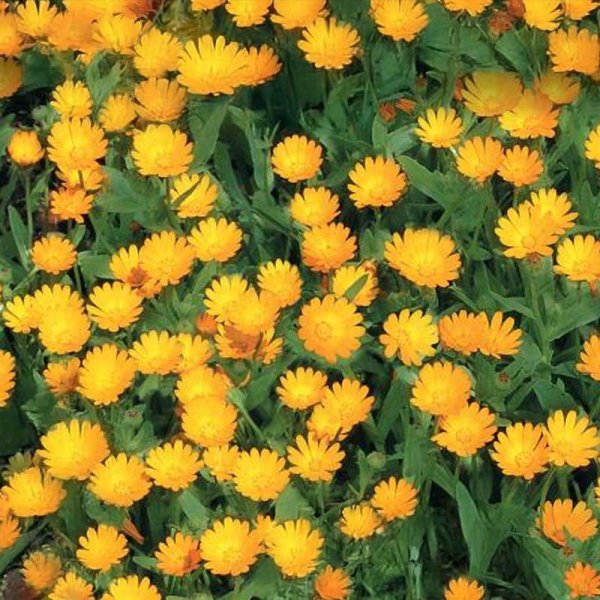 Zoom bilde av Ringblomst 'Springtime'
