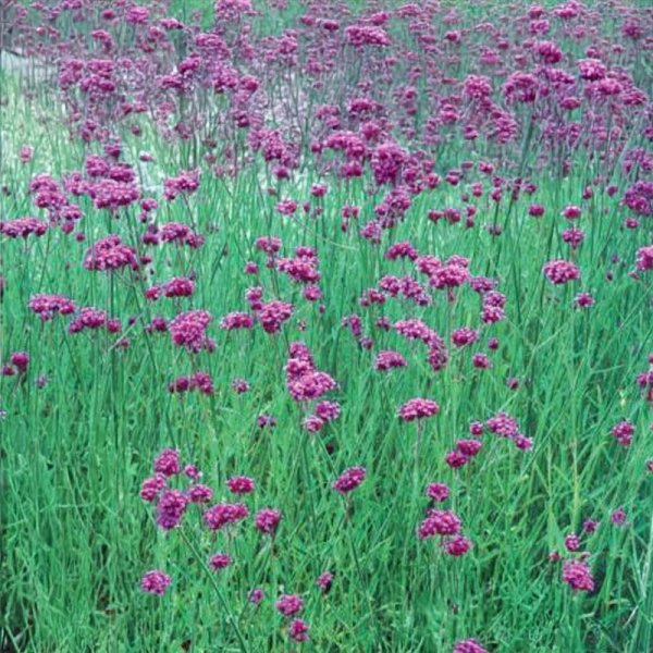 Zoom bild av Verbena 'Grace'