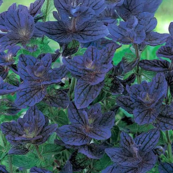 Zoom bilde av Salvie 'Blue Monday'
