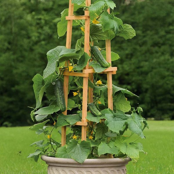Zoom bild av Gurka 'Patio snacker' H