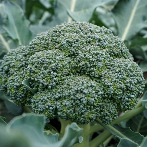 Zoom bild av Broccoli 'Lucky' H